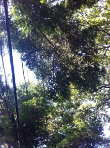 IMG_2933 IMG_2933
