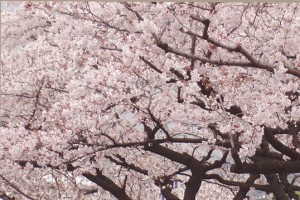 sakura